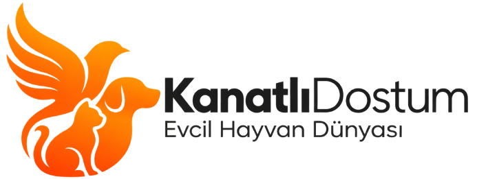 Kanatlı Dostum