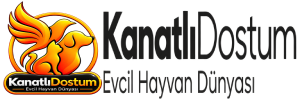 Kanatlı Dostum